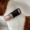 Cream Check Harris Tweed Dog Collar