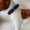 Deep Blue Harris Tweed Dog Collar