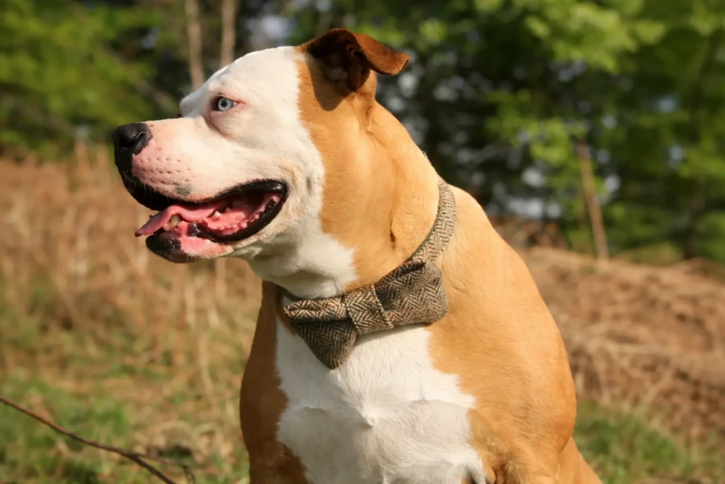 Top 5 Harris Tweed Dog Collars