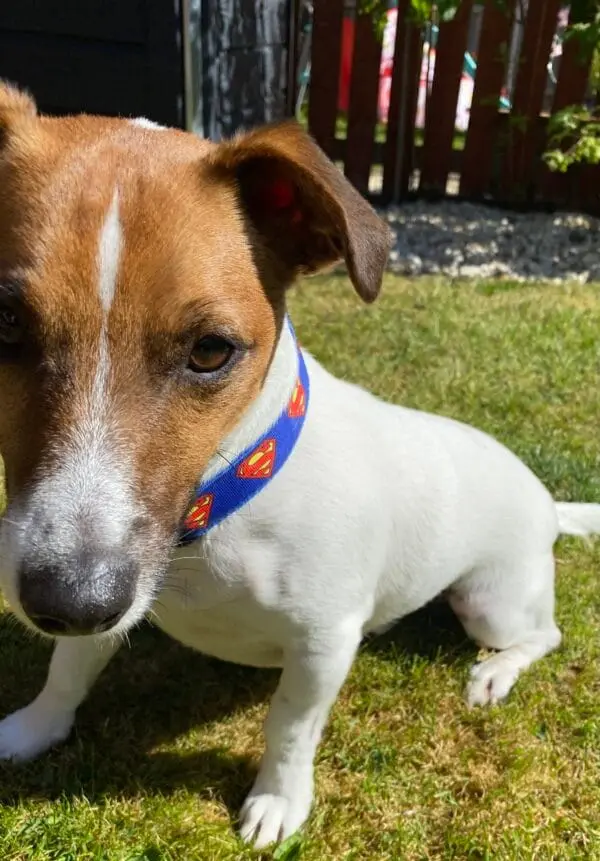Blue Superman Dog Collar Fits 10&Quot; - 16&Quot; - Image 4