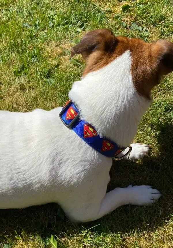 Blue Superman Dog Collar Fits 10&Quot; - 16&Quot; - Image 3