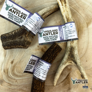 Medium Deer Antler
