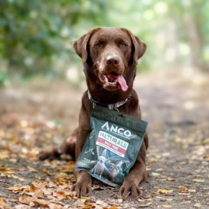 Bully Tripe With Brown Labrador