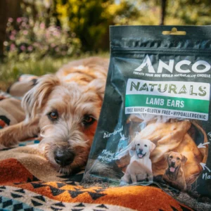 Dog With Bag Of Lamb Ears