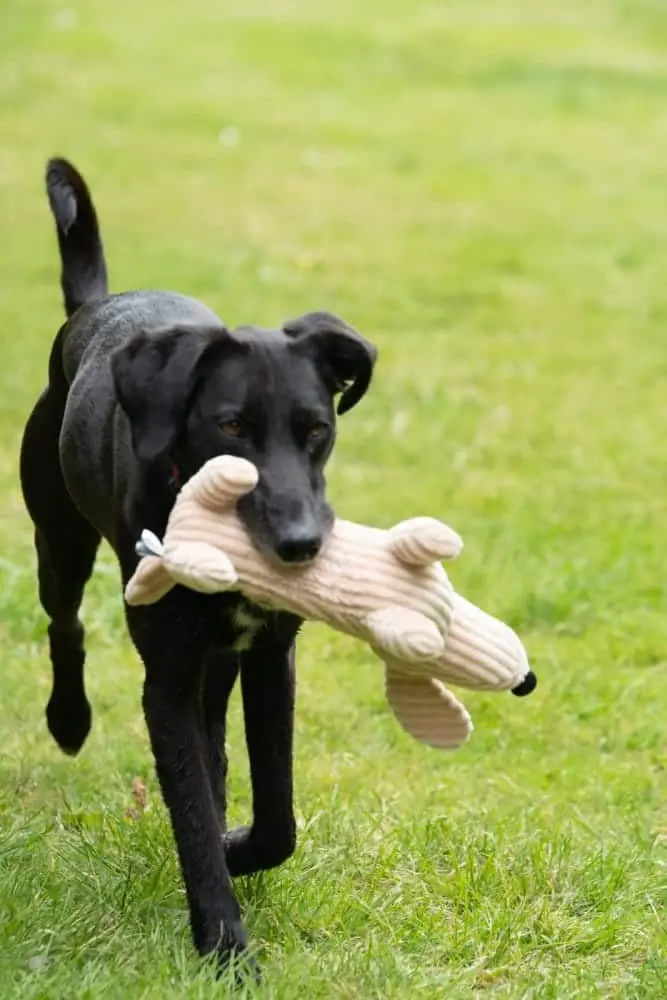 Black dog with dougie deli dog toy